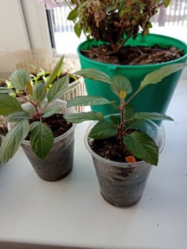 Яблоньки. Младший сын выростил из косточек.