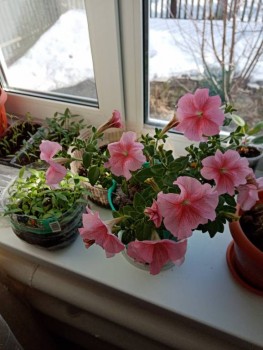 Рассада с петунией. Любуюсь ей каждый день.