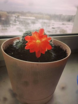 Наши цветы 2 - IMG_20200313_123535.jpg