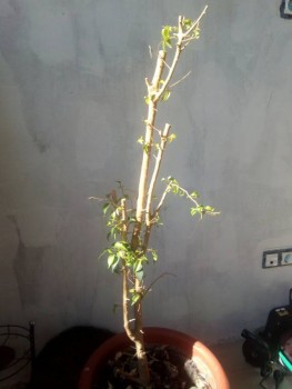 Наши цветы 2 - IMG-9e8f83e0e914dc0e6115b3311e1aa180-V.jpg