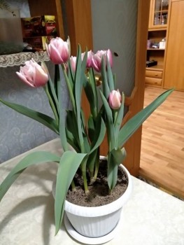 Наши цветы 2 - IMG_20200318_235440.jpg