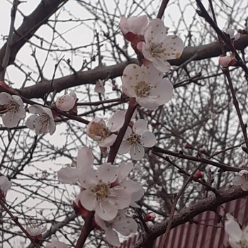 А что у нас с погодой? -6 - 20200330_182925.jpg