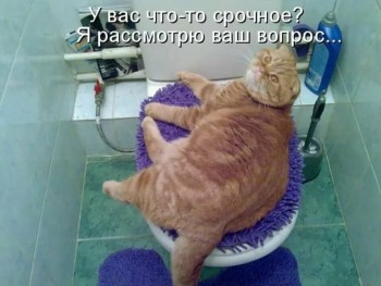 Страшнее кошки зверя нет  - s1200 (12).jpeg