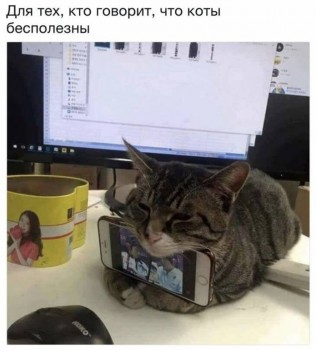 Страшнее кошки зверя нет  - 34688799.jpg