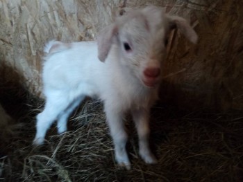 Младшенький