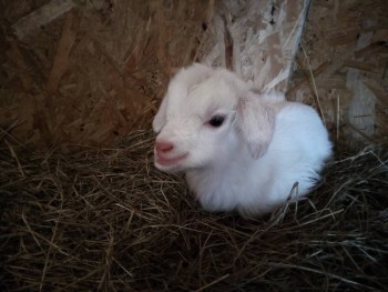 Старшенький