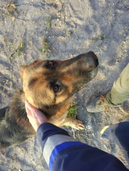 Придется завести собаку... - IMG_20190625_192934.jpg