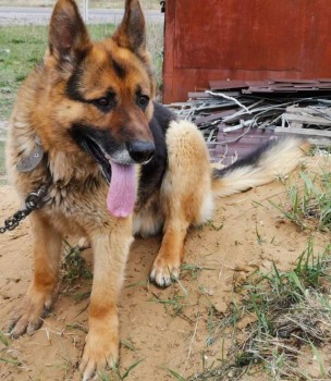 Придется завести собаку... - изображение_viber_2020-04-26_16-12-43.jpg