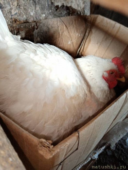 Сельское хозяйство по полной - IMG_20200502_115722.jpg