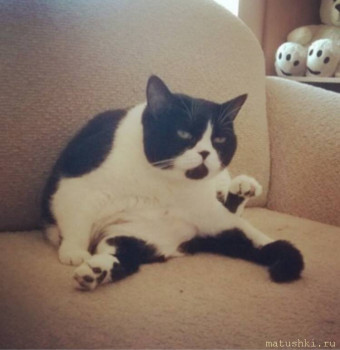 Любимая кошатинка  - B3730CDB-3E06-4890-AD81-5948A7FCBD9B.jpeg