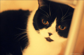 Любимая кошатинка  - A9A1ADBA-3E87-4BD7-8FC0-17F2FA69533B.jpeg