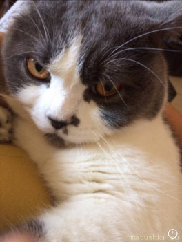 Любимая кошатинка  - 88D14E63-E2E4-4824-AE79-3C29AE77BB02.jpeg