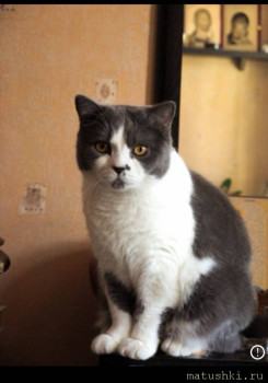 Любимая кошатинка  - 7EE1086D-6EEE-4553-9074-082034EE5995.jpeg