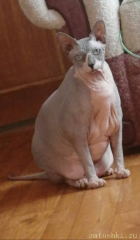 Любимая кошатинка  - 4945B9CE-0BE6-4520-A446-D980B48EFFFF.jpeg