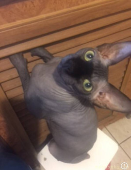 Любимая кошатинка  - A701FDE1-AEFE-4216-9965-3050176BA4C7.jpeg