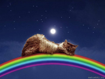 Любимая кошатинка  - http-itd1-mycdn-me-imageid873401253733andt20andpl.jpg