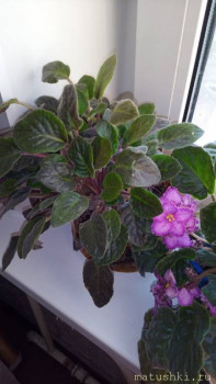 Наши цветы 2 - qJFZuzY8d8o.jpg