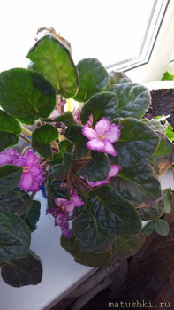 Наши цветы 2 - IgjBaMYzszg.jpg