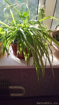 Наши цветы 2 - 2CtWIkt3rWI.jpg