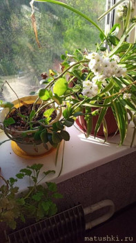 Наши цветы 2 - YcaXI55pEa4.jpg