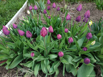 Наши цветы 2 - IMG_20200508_074248.jpg