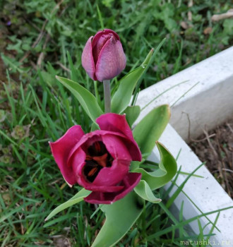 Наши цветы 2 - IMG_20200506_212203.jpg