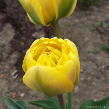 Наши цветы 2 - 20200416_152956.jpg