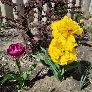 Наши цветы 2 - 20200422_103909.jpg