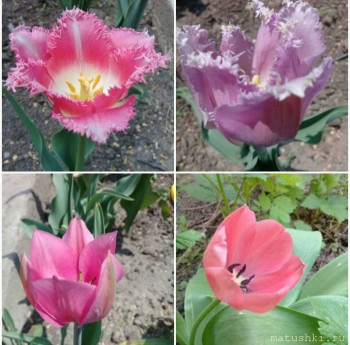 Наши цветы 2 - 20200508_135925.jpg