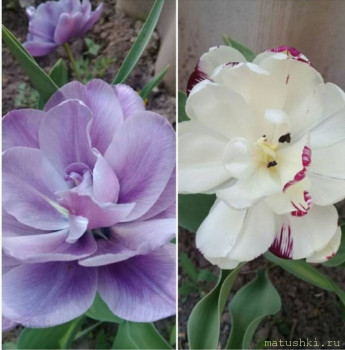 Наши цветы 2 - 20200508_135904.jpg