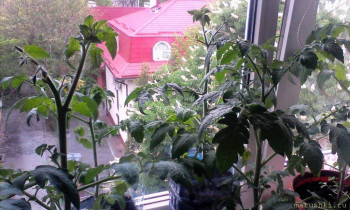 Сельское хозяйство по полной - IMG_20200511_133534.jpg