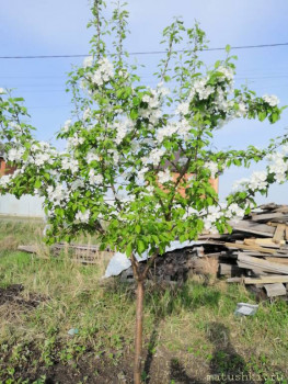 Сельское хозяйство по полной - IMG_20200511_172145.jpg