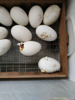 Приусадебное птицеводство. - IMG_20200511_055202.jpg