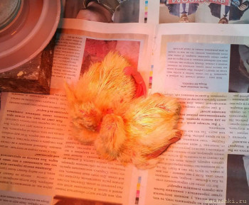 Приусадебное птицеводство. - IMG_20200511_112043.jpg