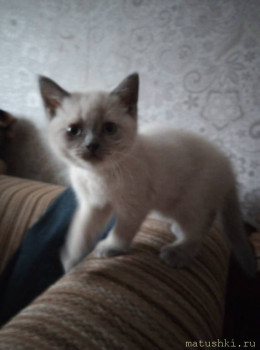 Любимая кошатинка  - sh6_QTQe2FY.jpg