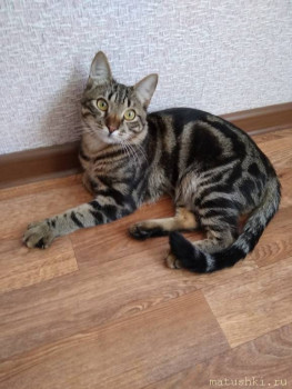 Любимая кошатинка  - IMG_20200514_110442.jpg