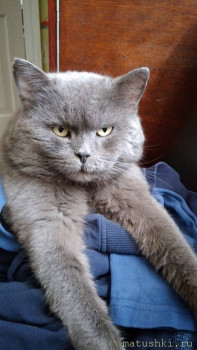 Любимая кошатинка  - 20200330_094947_mfnr.jpg