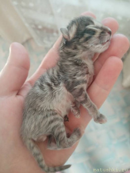 Если животное заболело - что делать? - IMG_20200514_182655.jpg