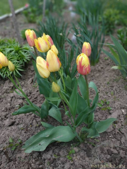 Наши цветы 2 - IMG_20200514_173657.jpg