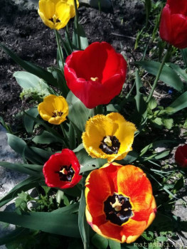 Наши цветы 2 - IMG_20200511_120550.jpg