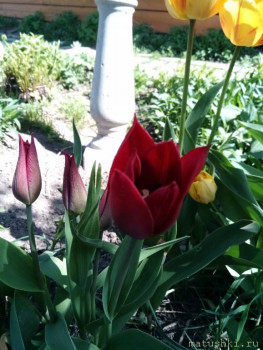 Наши цветы 2 - IMG_20200511_120615.jpg