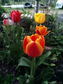 Наши цветы 2 - IMG_20200515_115525.jpg