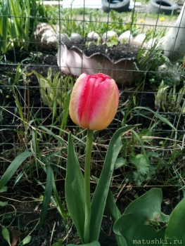 Наши цветы 2 - IMG_20200515_115512.jpg