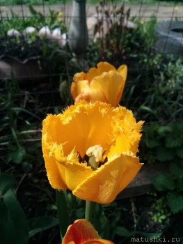 Наши цветы 2 - IMG_20200515_115517.jpg