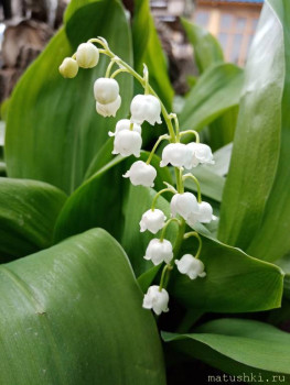 Наши цветы 2 - IMG_20200515_130516.jpg