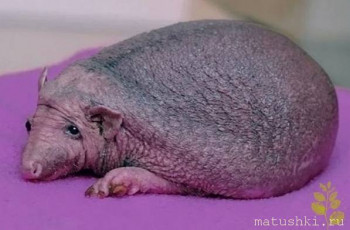 Взято с просторов интернета.