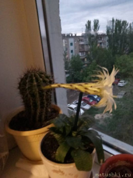 Наши цветы 2 - P00516-204659.jpg