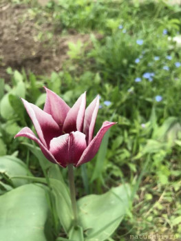 Наши цветы 2 - 74B4FA43-3300-4192-BBE4-4DAF6B4C4B1A.jpeg