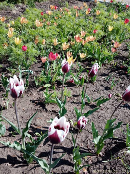 Наши цветы 2 - IMG_20200517_100156.jpg