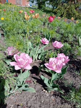 Наши цветы 2 - IMG_20200517_100208.jpg